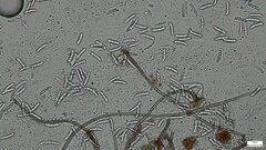 Menispora