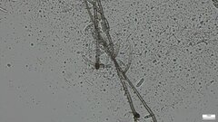 Menispora
