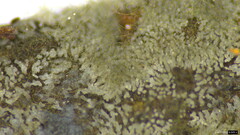 Menispora