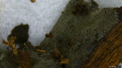 Menispora