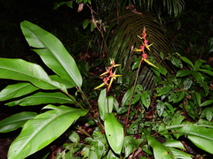 Heliconia richardiana