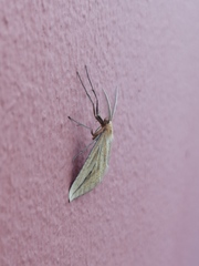 Aspitates collinaria