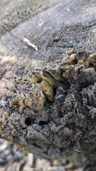 Botryobasidium