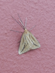 Aspitates collinaria