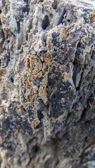 Botryobasidium