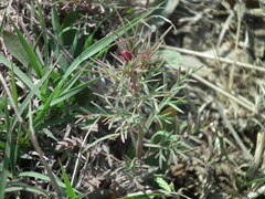 Incarvillea sinensis
