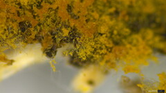 Botryobasidium