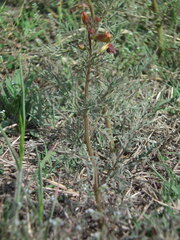 Incarvillea sinensis