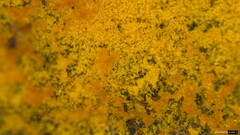 Botryobasidium