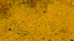 Botryobasidium