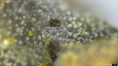 Botryobasidium