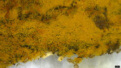 Botryobasidium