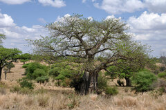 Adansonia digitata
