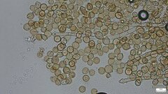 Botryobasidium