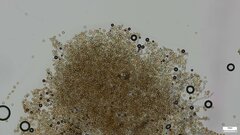 Botryobasidium