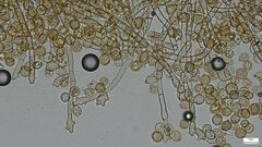 Botryobasidium