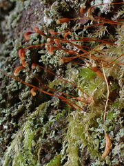 Herzogiella seligeri