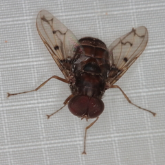 Aulacephala maculithorax