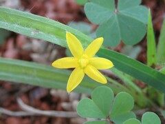 Hypoxis decumbens