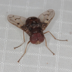 Aulacephala maculithorax