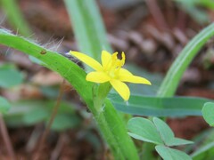 Hypoxis decumbens