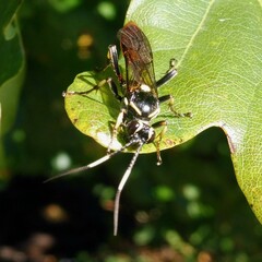 Protichneumon pisorius
