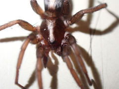 Herpyllus propinquus