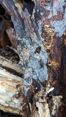 Scopuloides