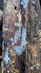 Scopuloides