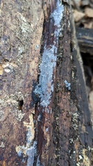 Scopuloides