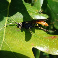 Protichneumon pisorius