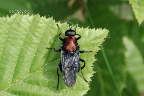 bránivka červená (Clitellaria ephippium)