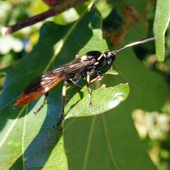 Protichneumon pisorius