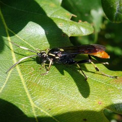 Protichneumon pisorius