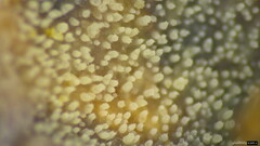 Scopuloides
