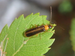 Rhagonycha