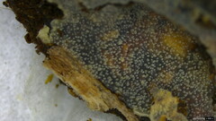 Scopuloides