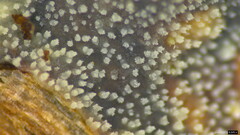 Scopuloides