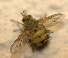 Dejeania bombylans