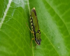 Cicadellidae