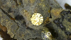 Scopuloides
