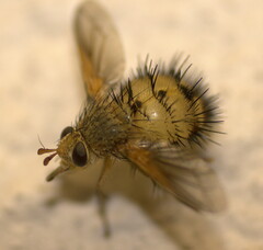Dejeania bombylans