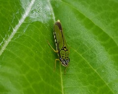Cicadellidae