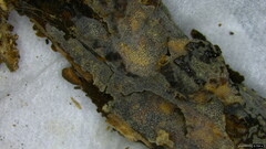 Scopuloides
