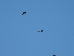 Corvus cornix