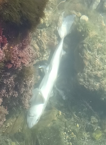 Longnose spurdog (Squalus blainville) — Squalidae