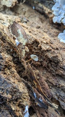 Agaricales