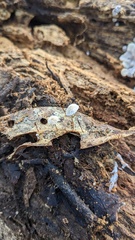 Agaricales