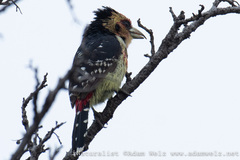 Trachyphonus vaillantii