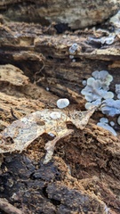 Agaricales